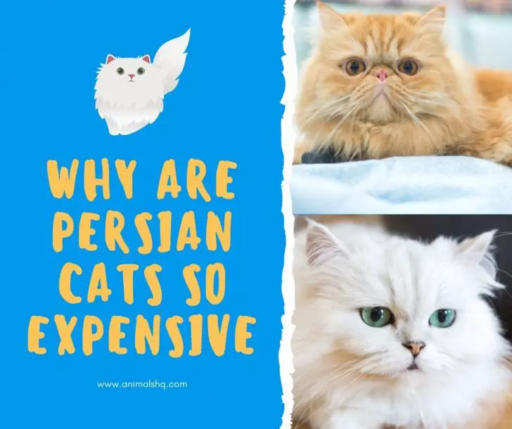 Why are Persian Cats So Expensive Animals HQ