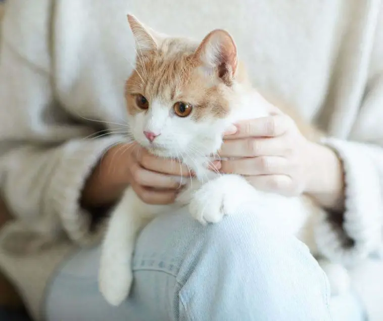 Why Do Cats Like to Sit on Laps Animals HQ