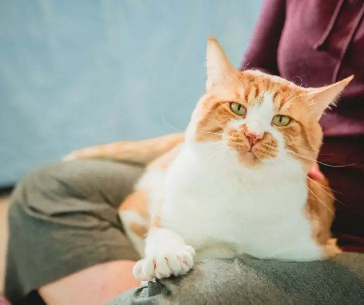 Why Do Cats Like to Sit on Laps Animals HQ