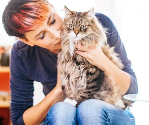 Why Do Cats Like to Sit on Laps Animals HQ