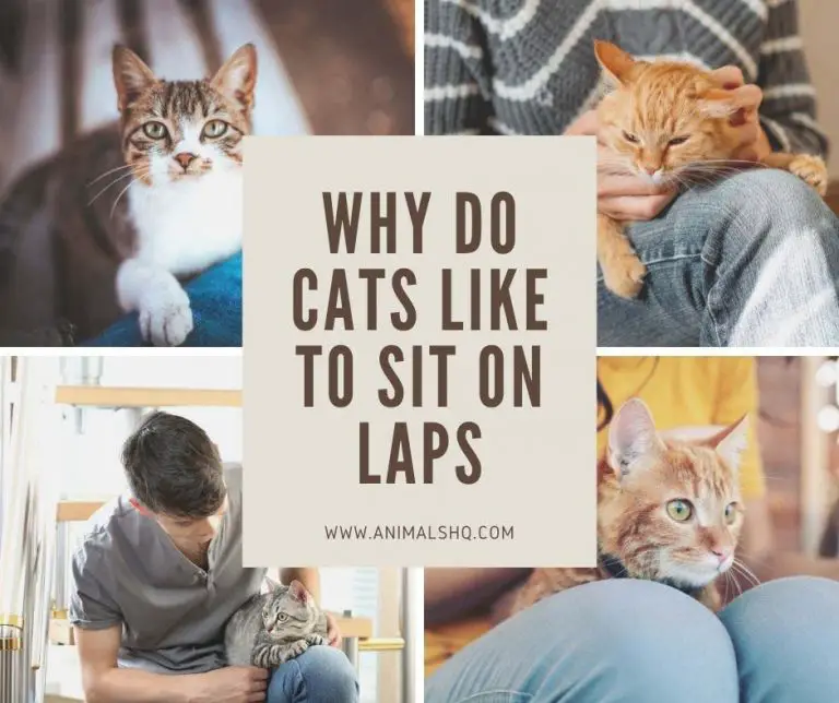 Why Do Cats Like to Sit on Laps Animals HQ