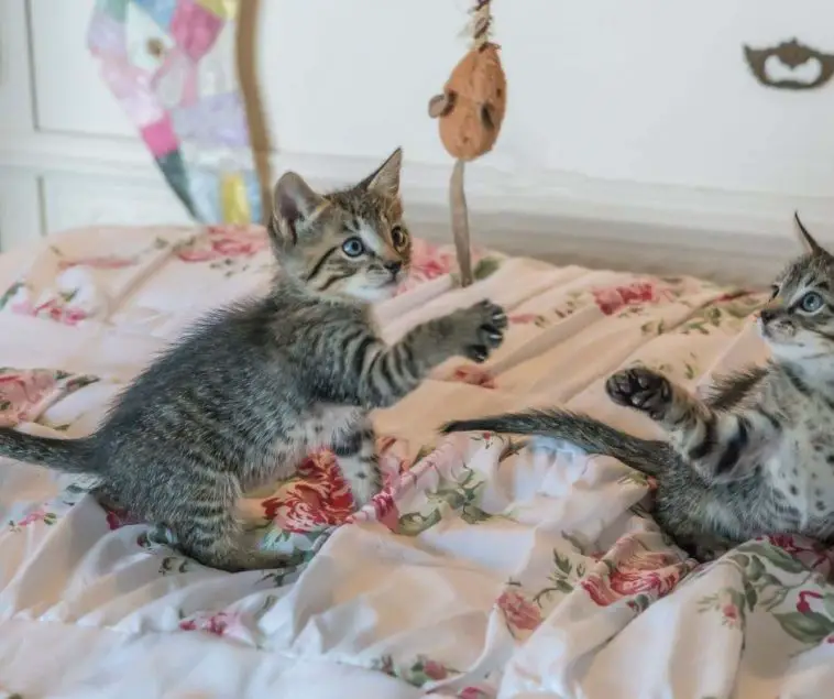 Why Does My Cat Huff at Me When Playing Animals HQ