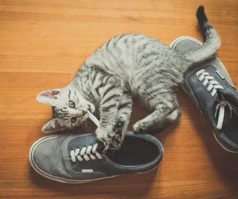 Why Does My Cat Huff at Me When Playing Animals HQ