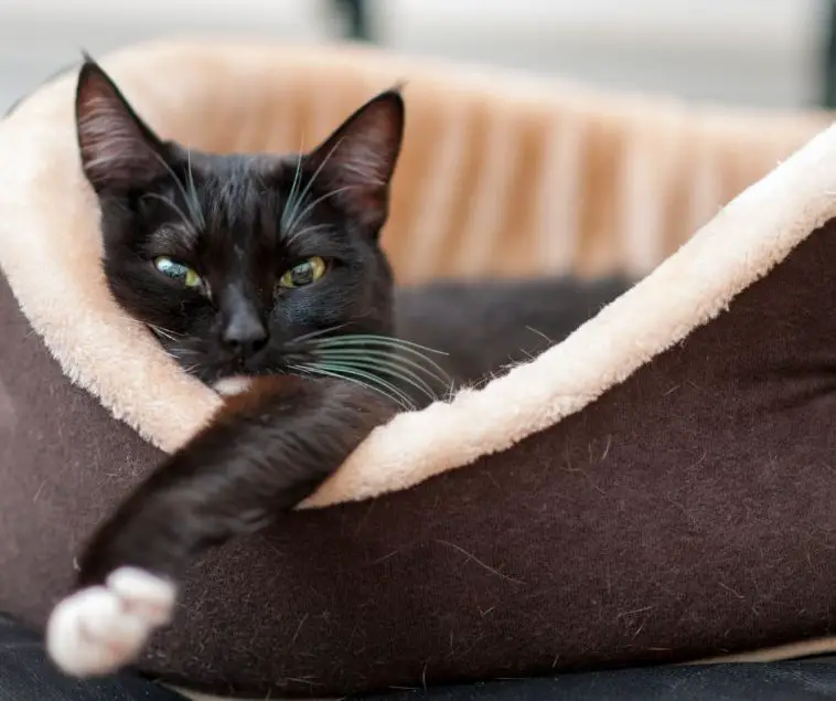 Why Does My Cat Paw My Face When I'm Sleeping Animals HQ