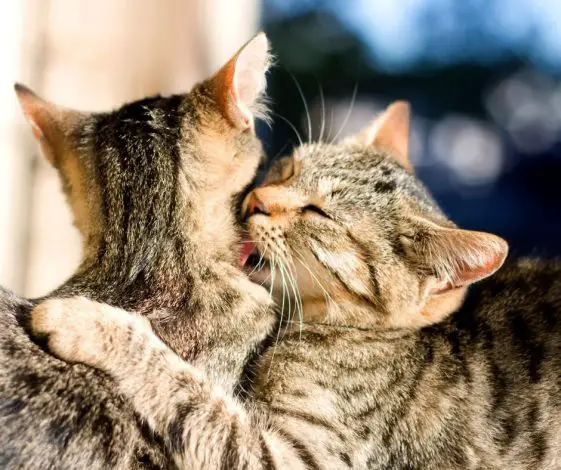 Why Will Cats Groom Each Other Then Fight? Animals HQ