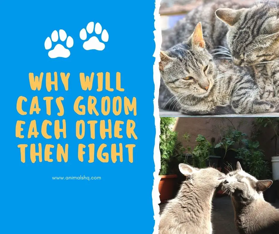 Why Will Cats Groom Each Other Then Fight? Animals HQ