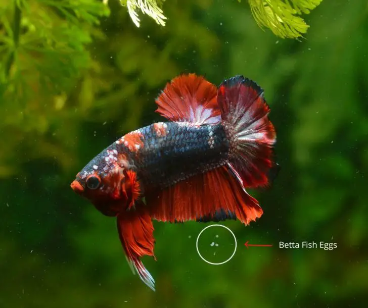 How Betta Fish Lay Eggs (All You Need to Know!) Animals HQ