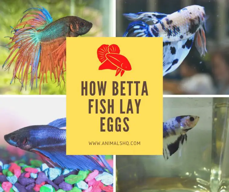 How Betta Fish Lay Eggs (All You Need to Know!) Animals HQ