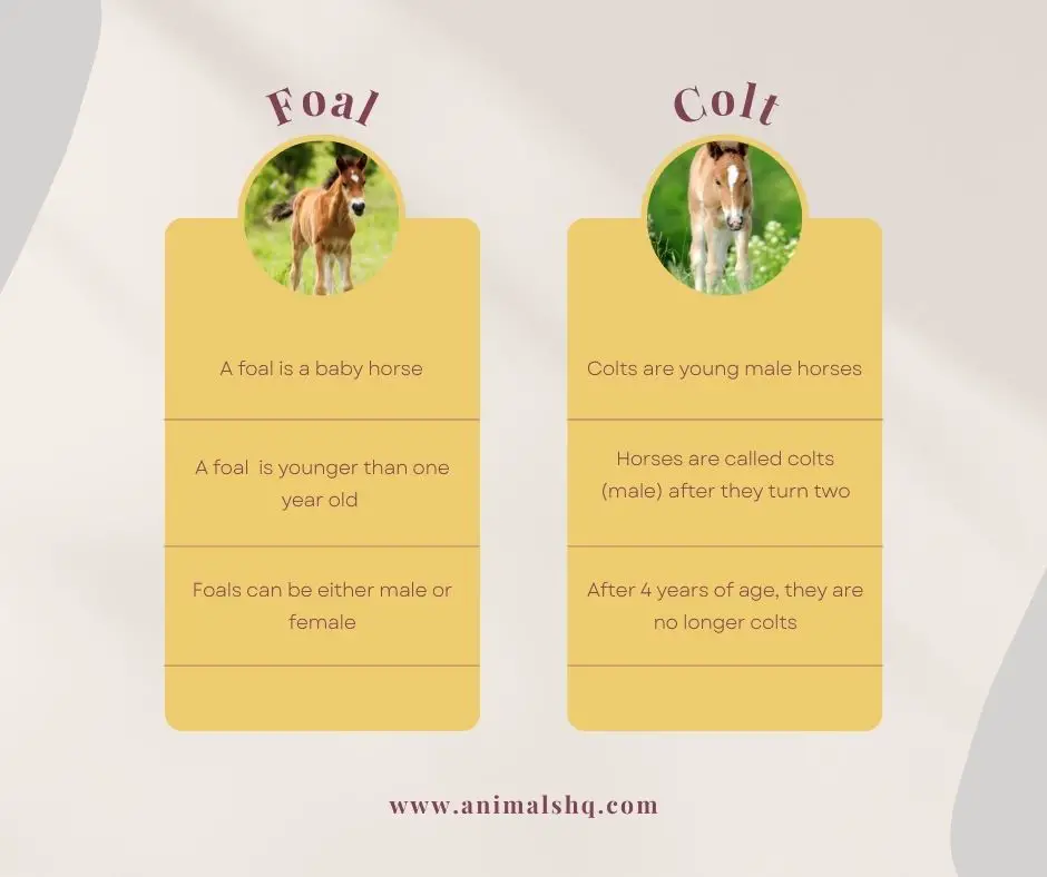 What Is the Difference Between a Colt and a Foal? (Explained!) - Animals HQ