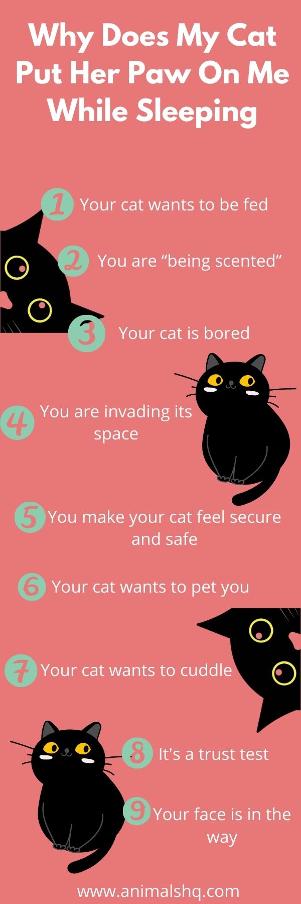 Why Does My Cat Paw My Face When I'm Sleeping Animals HQ