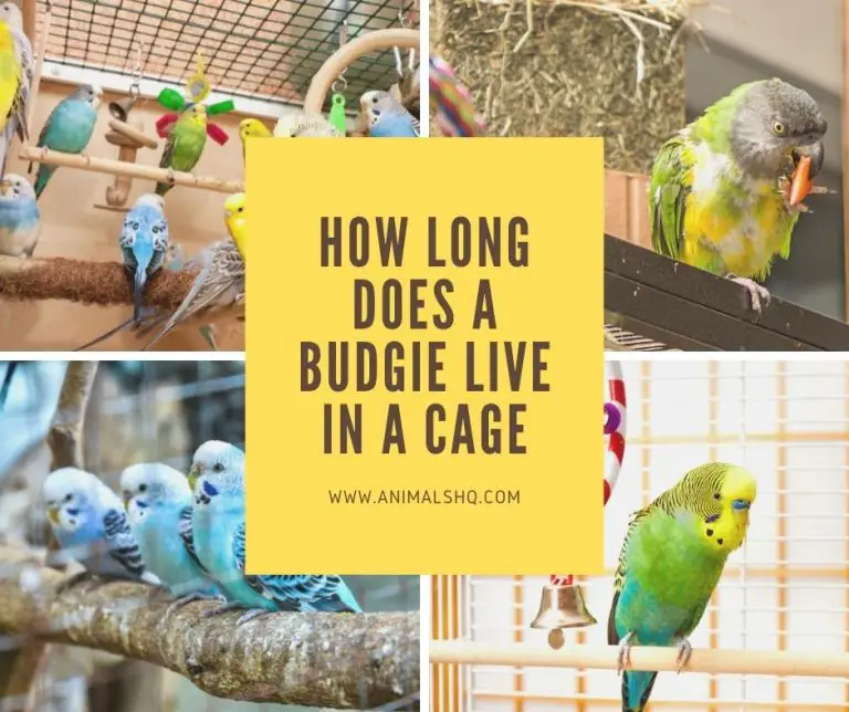 How Long Does a Budgie Live in a Cage? (Explained!) Animals HQ