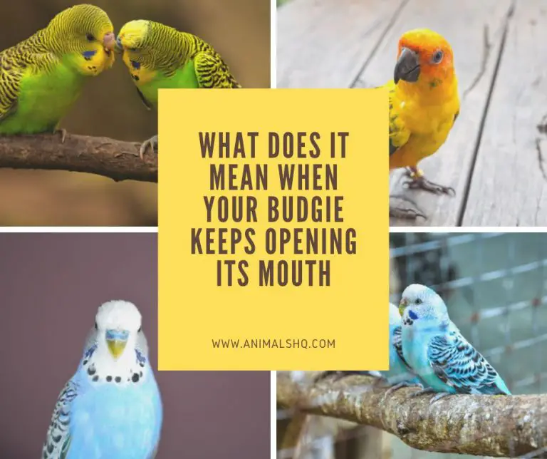 What Does it Mean When Your Budgie Keeps Opening its Mouth? (Explained